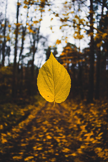 Autumn, Macro, Blur, Smooth, Sheet, Leaf, Levitation HD phone wallpaper