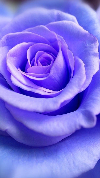Blue Rose, Blue, Violet Rose, violet, rose HD phone wallpaper