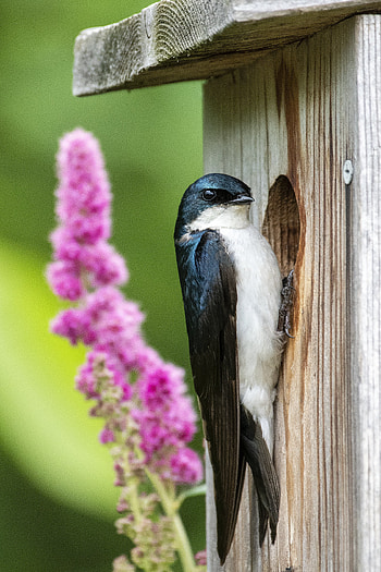 Animals, Flowers, Bird, Birdhouse, Swallow HD phone wallpaper