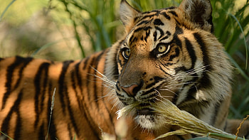 Tiger king, tigru, leu, oisica, leopard HD wallpaper