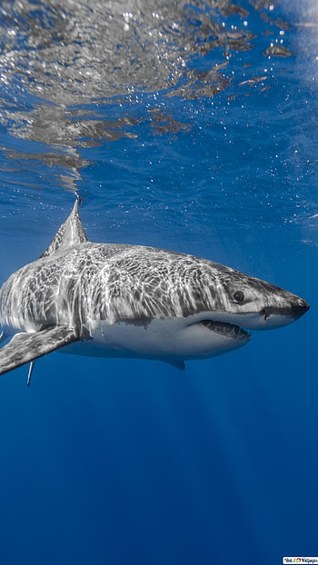 Shark, Blue Shark, blue shrak HD phone wallpaper