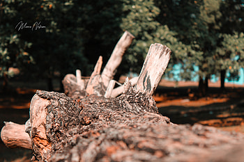 Old Tree, soundbelief3, toesingle1, swissnickel38, textfrost2, spysprout90, tanksphynx95, switchpin68, throatland9, sleeppanda8, stonedanger2, tonytigeer, threadjute6, syriajet48, spearsearch21, storm63, storebuffer4, troutspy44, towercolor4 HD wallpaper
