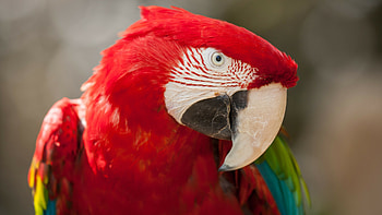 Macaw parrot , Tropical bird beauty, Red feathered wonder, Animal graphy HD wallpaper
