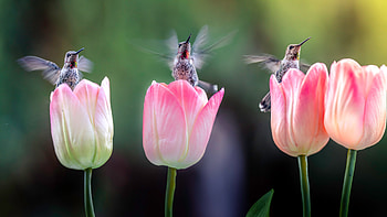 hummingbirds and tulips, natur, hummimgbird, plants, tulips HD wallpaper