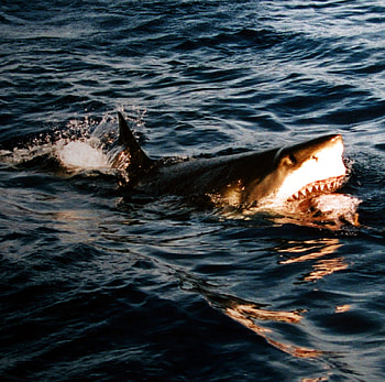 Surfacing Great White, fun, other, shark, , ocean HD wallpaper