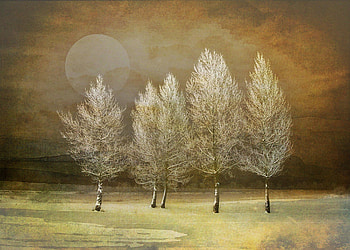 Moonlight over the trees, trees, moon, light, beauty HD wallpaper