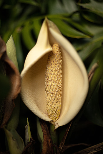 Flower, Macro, Close-Up, Lily HD phone wallpaper