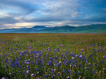 Nature, Flowers, Grass, Sky, Summer, Handsomely, It's Beautiful HD wallpaper