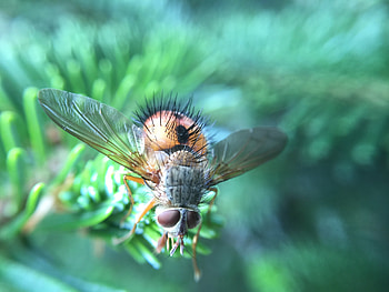 Macro, Close-Up, Insect, Bug, Beetle HD wallpaper