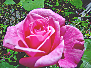 pink rose, rose, pink, blossom, flower HD wallpaper