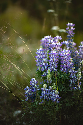 Flowers, Grass, Violet, Plant, Macro, Purple HD phone wallpaper