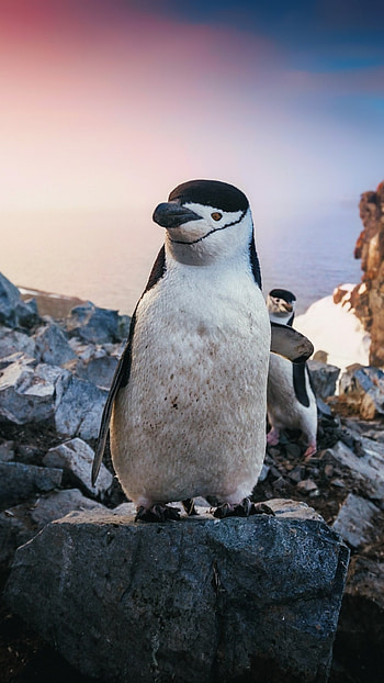 Chinstrap, Penguins HD phone wallpaper