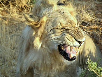 Animals, Lions HD wallpaper