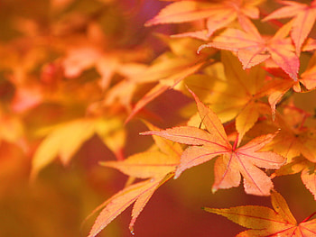 Orange Leaf, landscapes, leaf, orange, windows 7 HD wallpaper