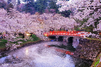 Cherry blossom in the park, Japan, Spring, Bridge, Trees HD wallpaper