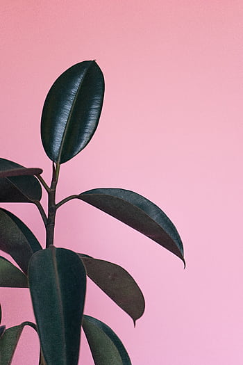 A simple, elegant rubber plant against a pink background. Perfect for modern designs. HD phone wallpaper