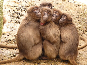 A group of Gelada monkeys huddled closely together showcasing social bonding. HD wallpaper