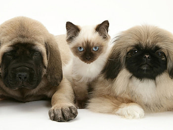 Pekingese and english mastiff puppies, Birman HD wallpaper