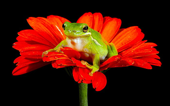 Frog, black, flower, green, red HD wallpaper