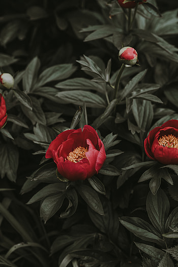 Flowers, Leaves, Peonies, Flower Bed, Flowerbed HD phone wallpaper