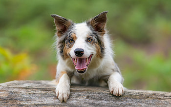 Border Collie, dog, animal, collie HD wallpaper