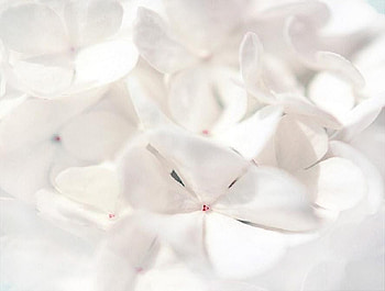 perfectly white, plants, soft, nice, rose, delicate, pretty, petals, bud, nature, flowers, lovely, whte HD wallpaper