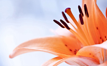 Flower, Macro, Brown, Stamen HD wallpaper