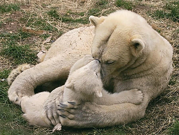 motherhood, tenderness, white, polar bear, cub HD wallpaper