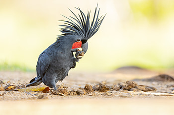 Palm Cockatoo Majesty: Stunning Wildlife, Animal HD wallpaper