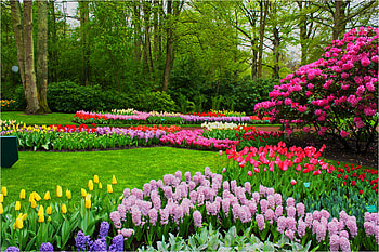 Spring Flowers, Spring Flower Landscape HD wallpaper
