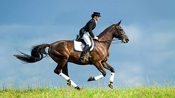 Endurance riding, Equitation HD wallpaper