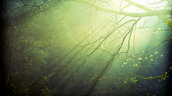 Landscape, Trees HD wallpaper