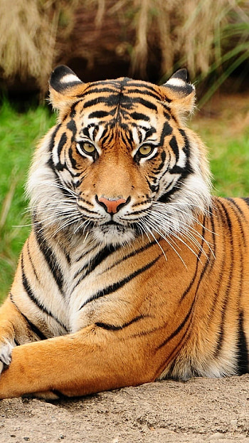 Tiger , Royal Bengal Tiger HD phone wallpaper