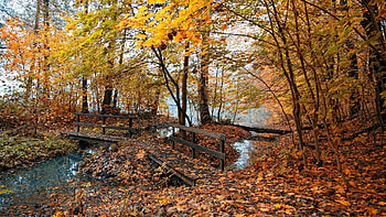 Nature, Water, Bridges, Trees, Autumn, Leaves, Forest HD wallpaper