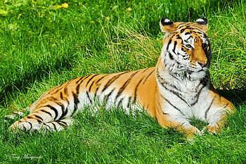 Animals, Grass, To Lie Down, Lie, Predator, Tiger, To Watch, Watch HD wallpaper