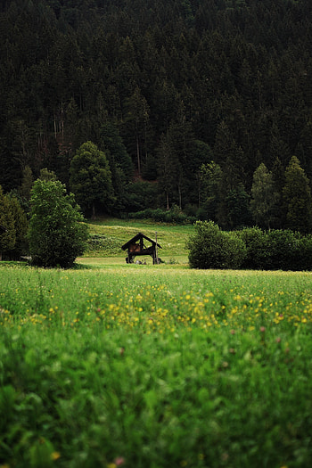 Nature, Grass, Bush, Forest, Hut HD phone wallpaper