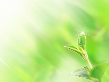 Plants, Leaves HD wallpaper