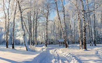 Frosty Birches, birches, winter, road, snow, hoarfrost HD wallpaper