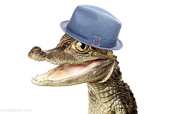 Happy Crocodile, happy, funny, crocodile HD wallpaper
