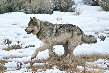 Yellowstone, national park, wolf, predator, snow HD wallpaper