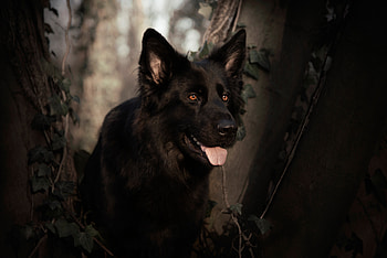 German shepherd, dog, pet animal, black HD wallpaper