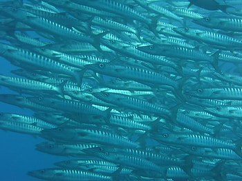 Get Out of My Way, fish, school, water, ocean HD wallpaper