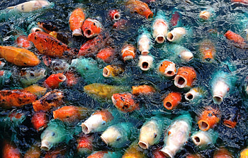 Graceful carp fish, backgrounds, Mobile, Majestic HD wallpaper