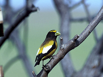 Beautiful Bird, cool, beautiful, bird HD wallpaper