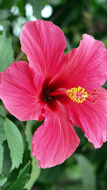 Hibiscus, Pink, Hibiscus Pink HD phone wallpaper