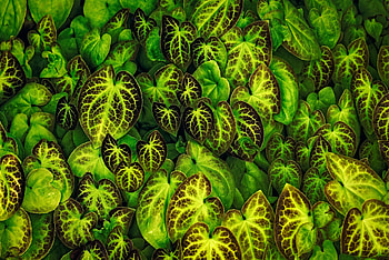 Leaves, Macro, Veins HD wallpaper