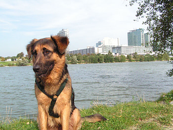 Pretty Dog, animal, dog, pretty, pets, lake HD wallpaper