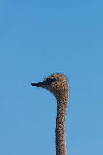 Animals, Ostrich, Sky, Bird, Neck HD phone wallpaper