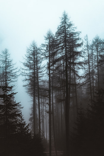 Nature, Trees, Pine, Forest, Fog HD phone wallpaper