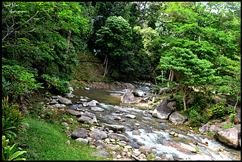 nice waterfalls, river, creek, plants, trees, waterfall, water, rocks, stones HD wallpaper